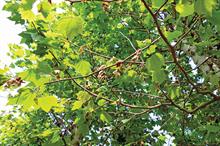 Platanus with plane anthracnose symptoms